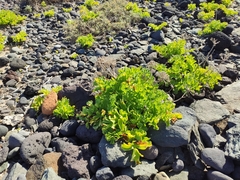 Astydamia latifolia