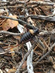 Lluciapomaresius stalii