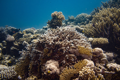 Acropora hemprichii