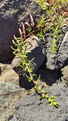 Patellifolia procumbens