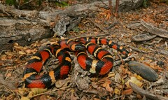 Lampropeltis annulata