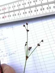 Juncus bulbosus