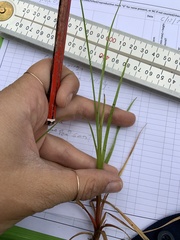 Juncus bulbosus