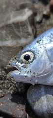Trachinotus ovatus
