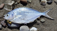 Trachinotus ovatus