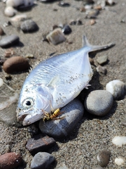 Trachinotus ovatus