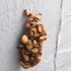 Phobetron hipparchia