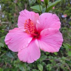 Hibiscus rosa-sinensis
