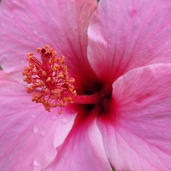 Hibiscus rosa-sinensis