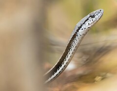 Philodryas psammophidea