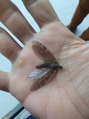 Archichauliodes diversus