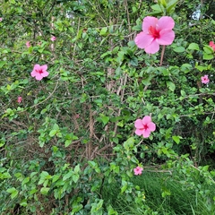 Hibiscus rosa-sinensis