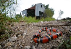 Lampropeltis annulata