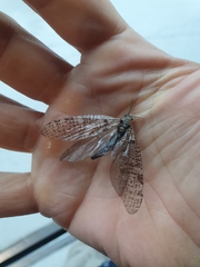 Archichauliodes diversus