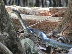 Chironius flavopictus