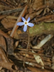 Voyria tenella