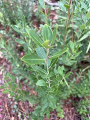 Ilex glabra