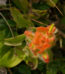 Castilleja mendocinensis