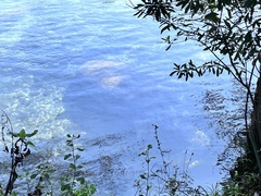 Trichechus