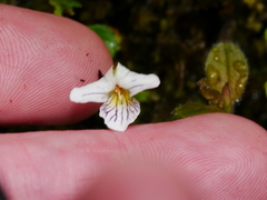 Viola filicaulis