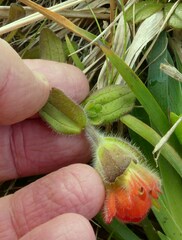 Castilleja mendocinensis