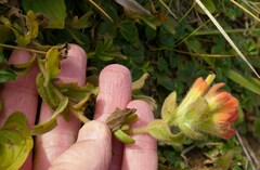 Castilleja mendocinensis