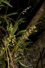 Stelis pusilla