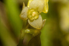 Stelis pusilla