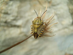 Carpocoris pudicus