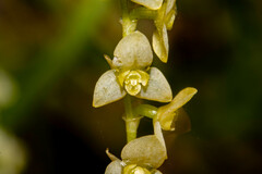 Stelis pusilla