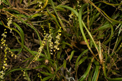 Stelis pusilla