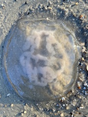 Rhopilema verrilli