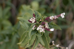 Saponaria officinalis