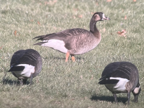 Greater White-fronted Goose x Greylag Goose