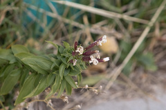 Saponaria officinalis