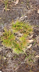 Eriocaulaceae
