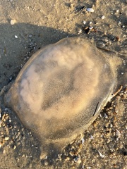 Rhopilema verrilli