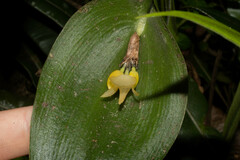 Pleurothallis apopsis