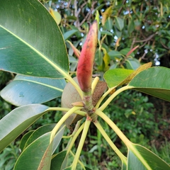 Ficus elastica