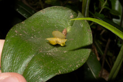 Pleurothallis apopsis