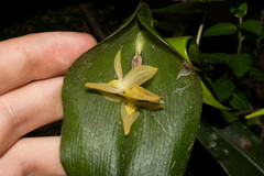 Pleurothallis apopsis