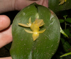 Pleurothallis apopsis