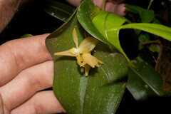 Pleurothallis apopsis