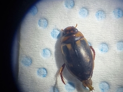 Platambus maculatus