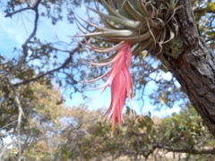 Tillandsia erubescens