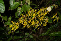Cyrtochilum pardinum