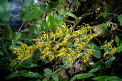 Cyrtochilum pardinum