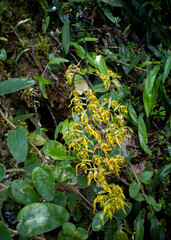 Cyrtochilum pardinum