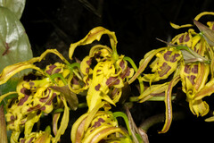Cyrtochilum pardinum