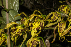 Cyrtochilum pardinum